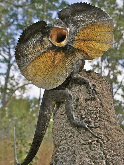 Your Australia Photos National Geographic Reptiles Frilled Lizard