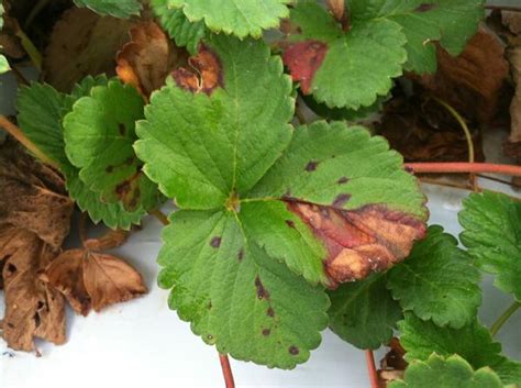 Phomopsis Leaf Blight Of Strawberry Nc State Extension Publications