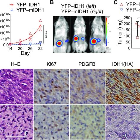 Idh R H Transduction Suppresses Subcutaneous Tumor Growth A C