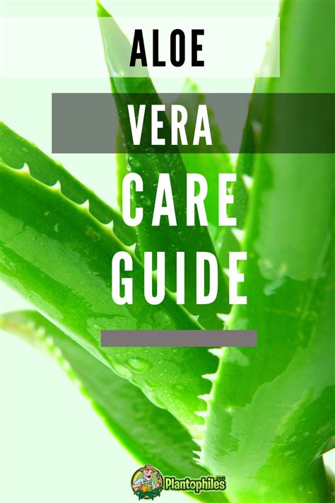 How To Grow And Care For Aloe Vera Artofit