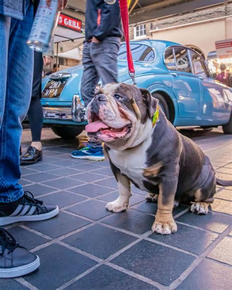 Dog-Friendly Days Out in Greenwich Market - Greenwich Market