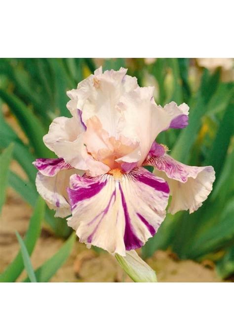 Peach Jam Reblooming Bearded Iris Etsy