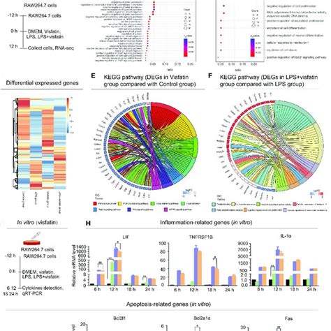 Effects Of Exogenous Visfatin On Inflammation And Apoptosis In Raw