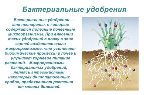 Виды удобрений для растений, способы внесения, польза и вред