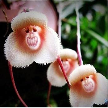 Monkey Face Orchid Monkey Face Orchid 20 Seeds Amazon Co Uk