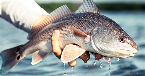 fishing  deep  redfish common redfish mistake