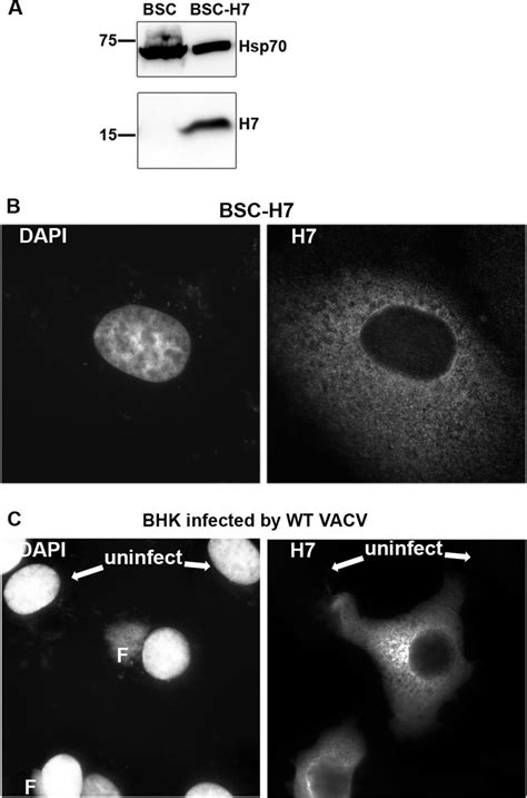 Characterization Of A BS C 1 Cell Line That Stably Expresses VACV H7