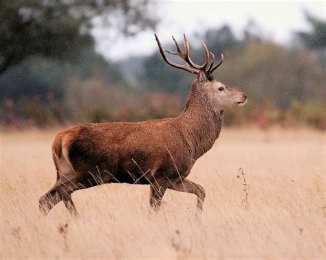 Red Deer Zoopedia Wiki Fandom