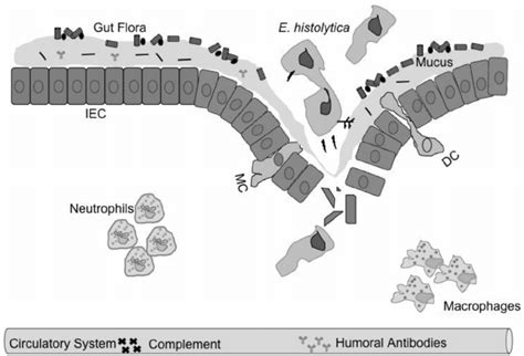 Intestinal Immunity | Download Scientific Diagram 