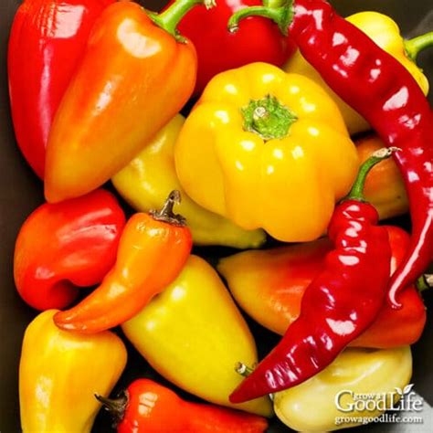 Ways To Preserve Peppers