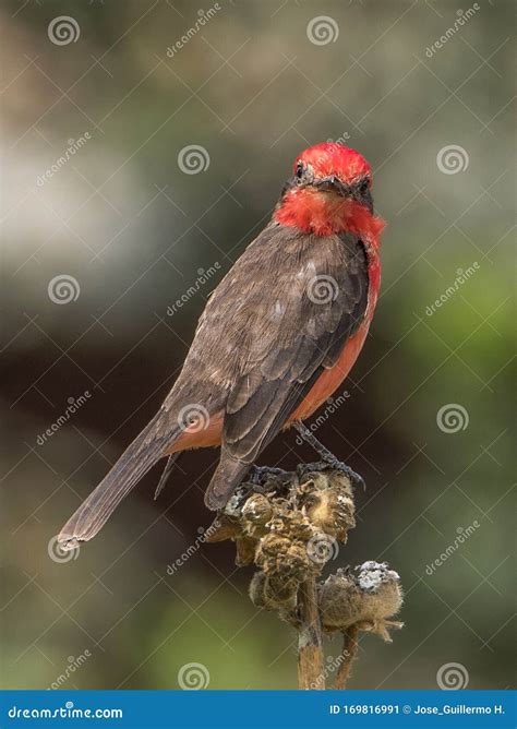 Scarlet Flycatcher On A Branch Stock Image Image Of Northern