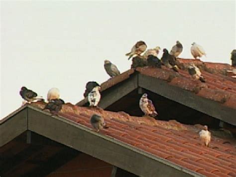 Todo Pombo Transmite Doença - G1 - Pesquisa de Rio Preto mostra que pombo transmite 50 tipos de ...