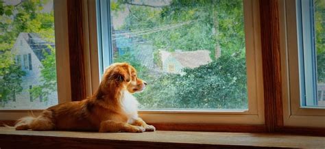 My parent's rare short hair Havanese : r/Havanese