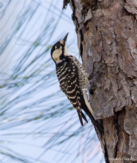 Red-cockaded Woodpecker