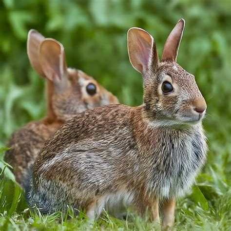 Premium Photo | Cute Rabbit Adorable Pet Bunny in Natural Habitat