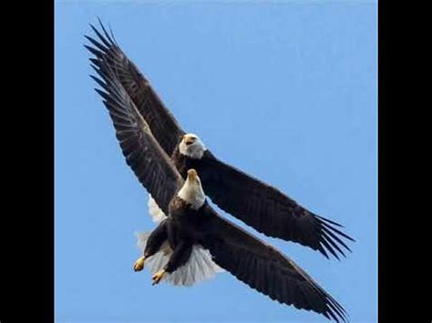 wacihk cree singers mamichimihk youtube