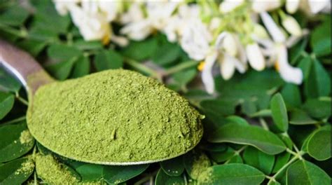 Propiedades Y Beneficios De La Moringa Para La Salud Y La Piel RUNFIT