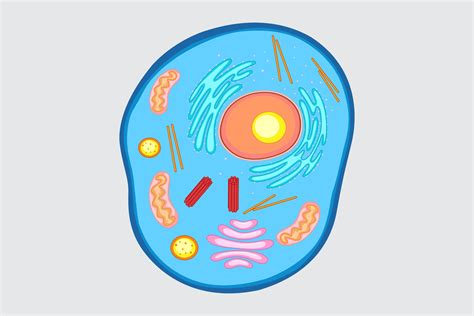 animal cell structure  function worksheet bloom  vrogueco