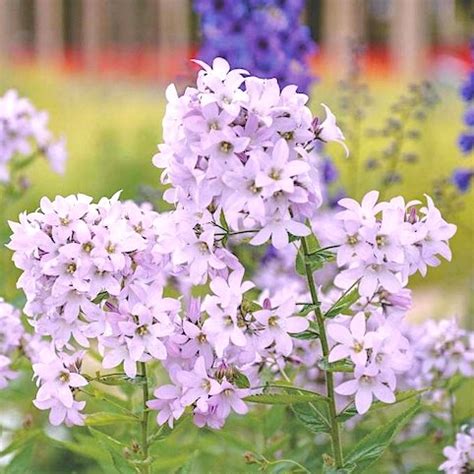Колокольчик молочноцветковый 'Лоддон Энн' / Campanula lactiflora ...