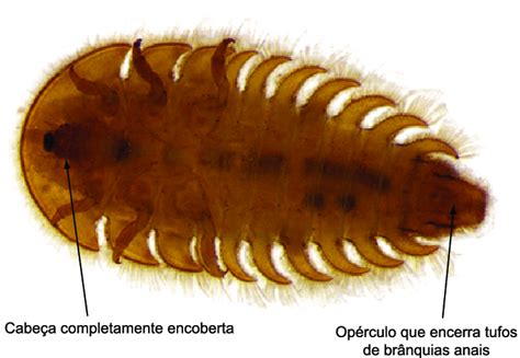 Psephenidae Eubriinae Larvae Dorsal View Note The Gills May Be