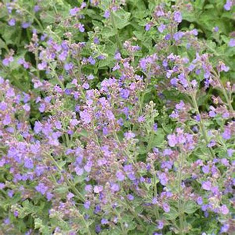 Nepeta x faassenii 'Kit Cat' - Midwest Groundcovers, LLC