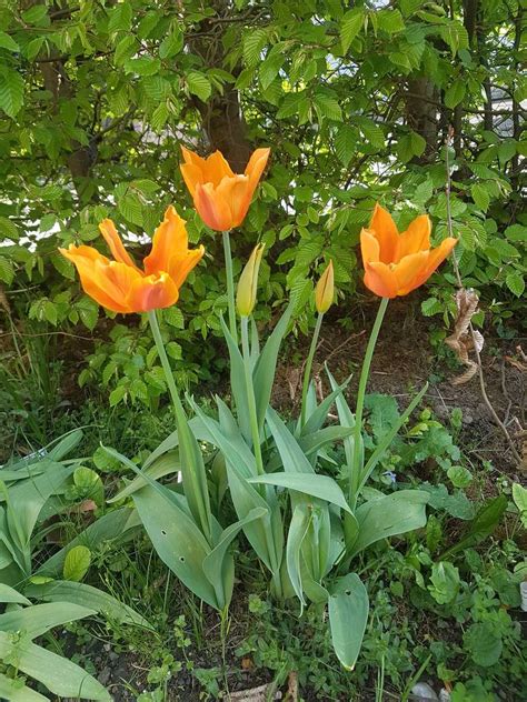 Kostenloser Versand Lilienblütige Tulpe Ballerina Lubera de