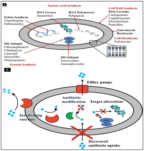 Mrsa Bacteria Diagram