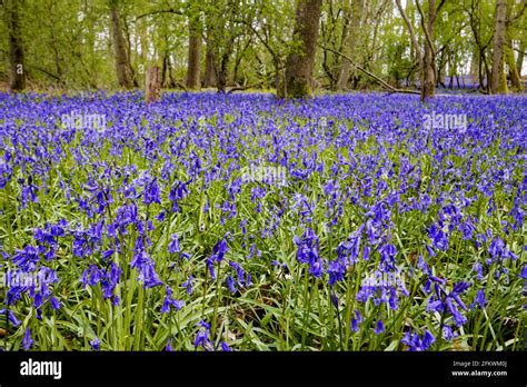 Blue English bluebells (Hyacinthoides non-scripta) flowering in