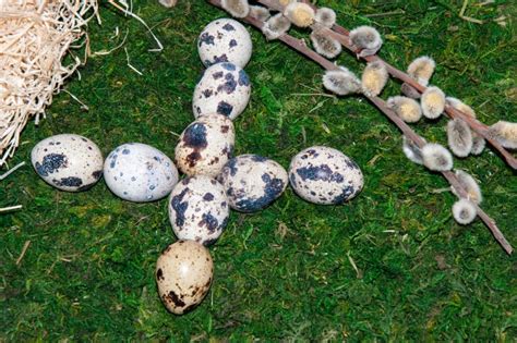 Pussy Willow Revival And Easter Eggs Stock Image Image Of Cross Resurrection 90228667