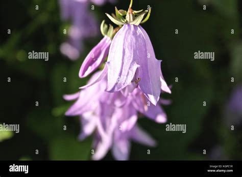 Beautiful Swedish Flower Stock Photo Alamy
