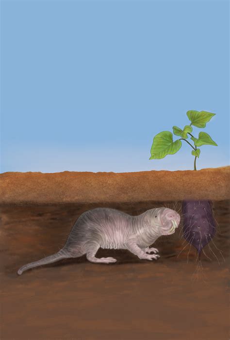 Naked Mole Rat Behance