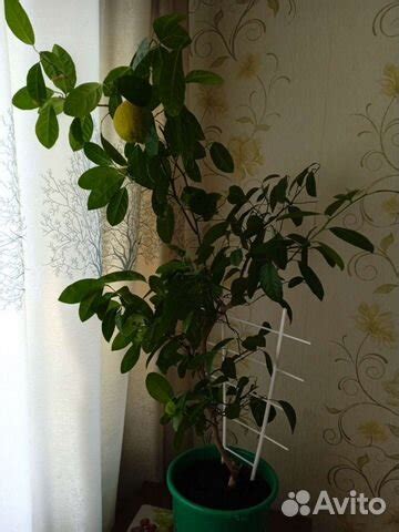 Мандариновое дерево с плодами купить во Владимире | Товары для дома и ...