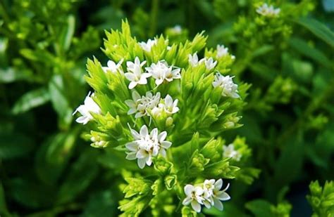 Стевия | Польза и вред стевии, применение