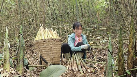 Harvest Bamboo Shoots In The Mountains To Sell At The Market Buy More