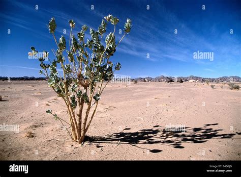 tree adapted   dryness   central sahara desert libya stock