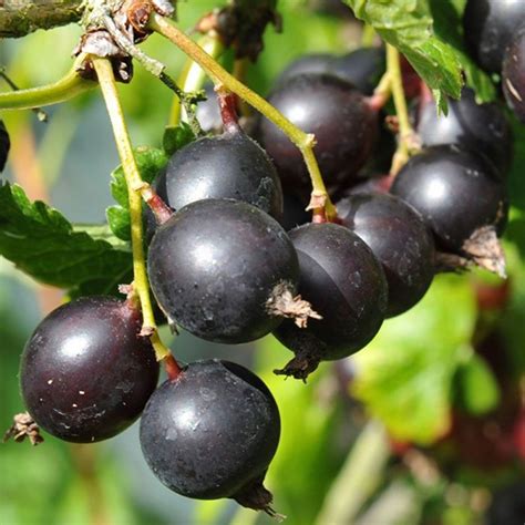 Купить саженцы Йошта Кей Роял в питомнике. Для сорта Йошта Кей Роял ...