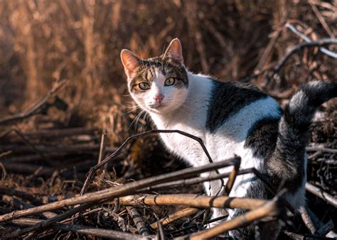 Flower Themed Cat Names | Best Flower Site