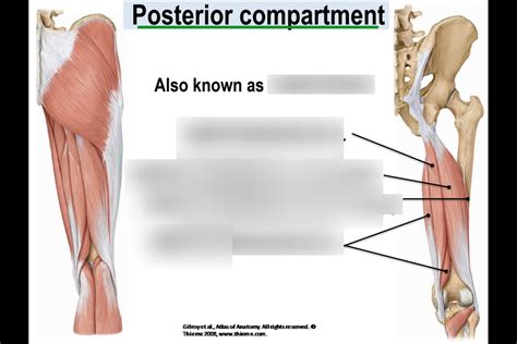 Thigh Muscles Posterior Compartment Diagram Quizlet