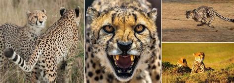 Madhya Pradesh’s Kuno National Park Gets Eight African Cheetahs Under Project Cheetah