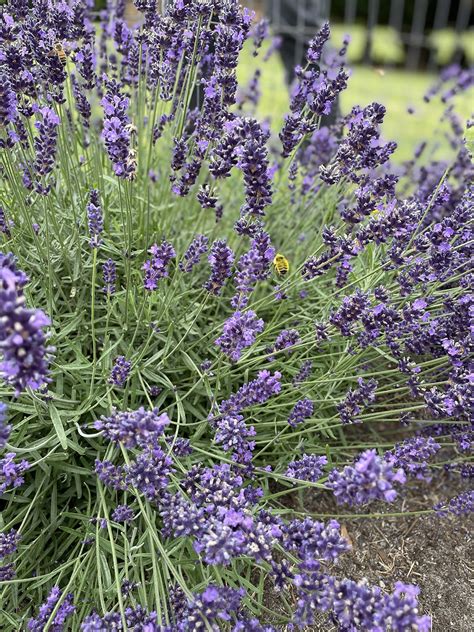 Lavender Harvest — Made on 23rd