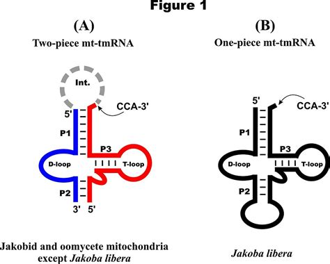 biofelsefe aktarici iletmen rna
