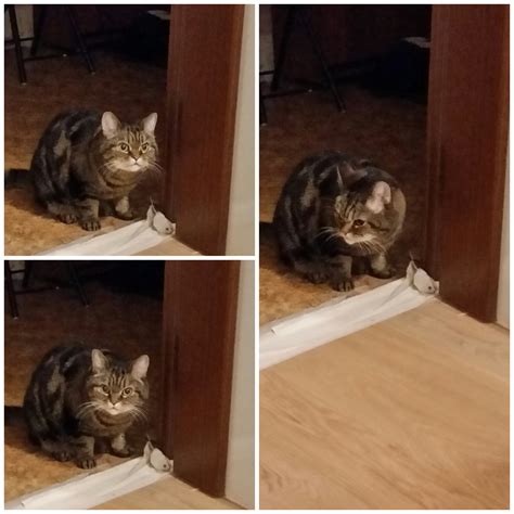 Кошки-Мышки :: Смешные комиксы (веб-комиксы с юмором и их переводы ...