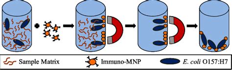 IMS Procedure Sample Plus Immuno MNPs Magnetic Separation Of Target