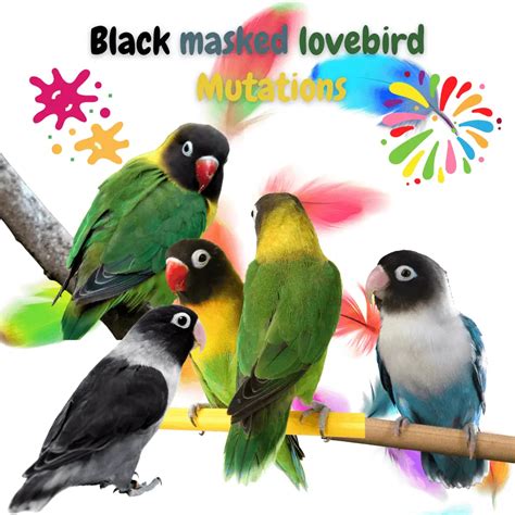 Yellow-collared lovebird - Masked Lovebird Mutations personality and Care