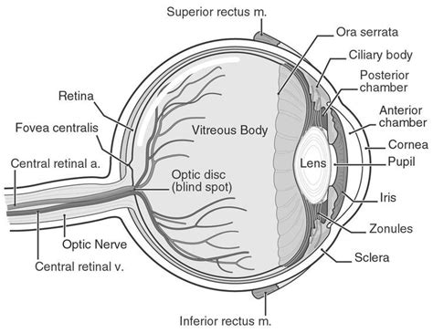 Human Eye Diagram Labeled Health Medicine And Anatomy Reference