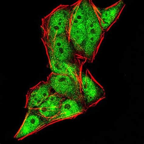 Gemin Monoclonal Antibody B B Invitrogen L Unconjugated