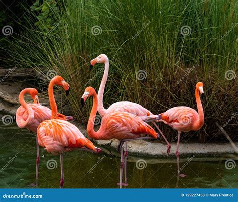 Group Of 5 Alert Colorful Adult Flamingos Heads Are Up Necks Have A