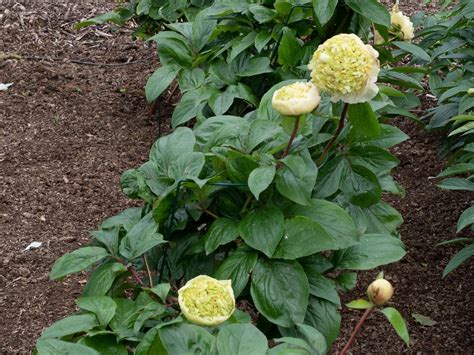 Pfingstrose Quitzin - Don Peony