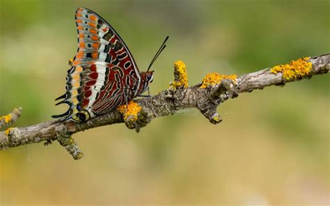 20 Biggest Butterfly Species in the World - Insectic