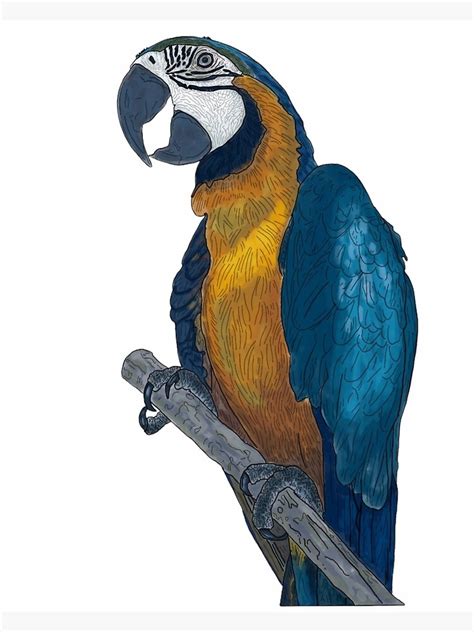 Blue Yellow Macaw On A Twig Scientific Drawing Poster For Sale By